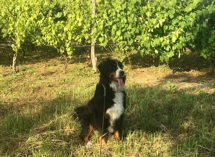 Zoeld Cica Vendeghaz