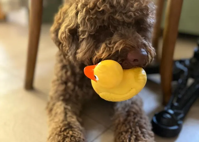 Zoeld Cica Vendeghaz *